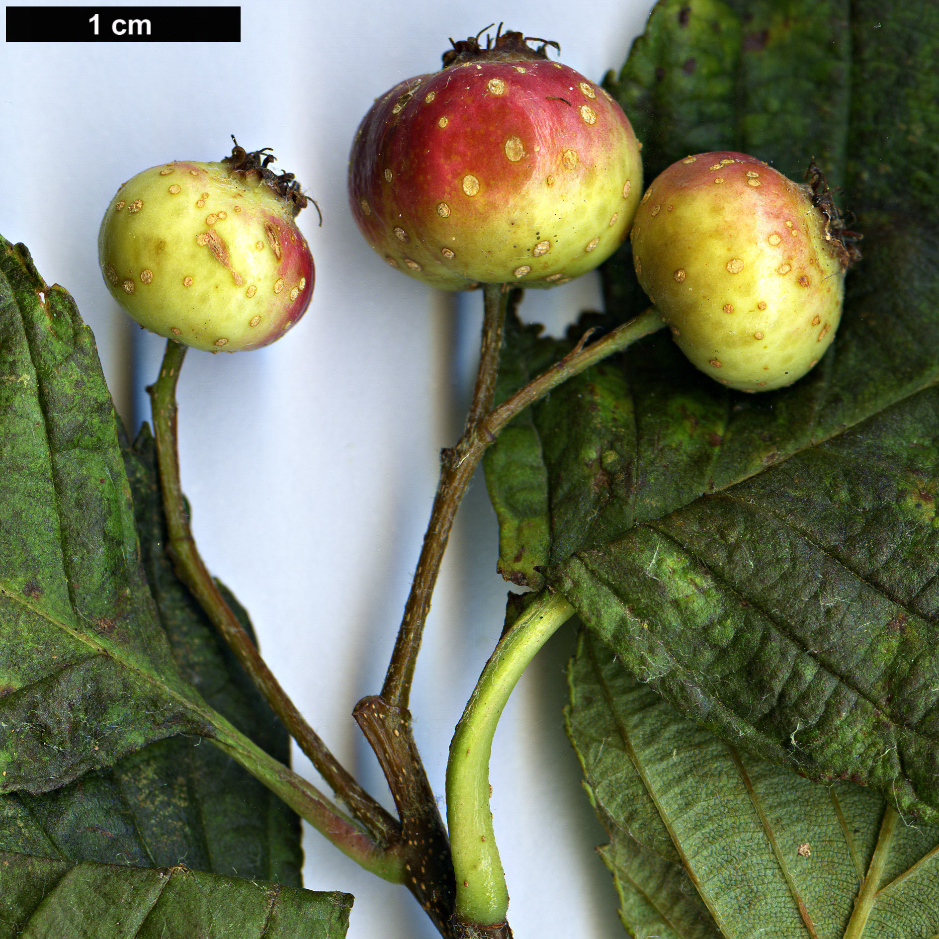 High resolution image: Family: Rosaceae - Genus: Sorbus - Taxon: henryi